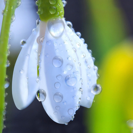 Подснежник_183х130