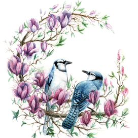 Голубые сойки