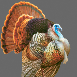 Индюшок для упаковки кормов