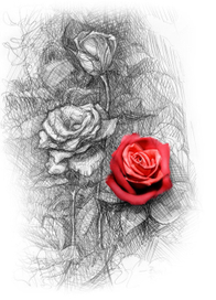 Розовый сад