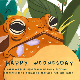 Жабий факт №1