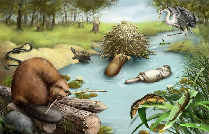 "Хлопоты на пруду"