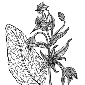 Borago officinalis