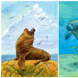 Морской лев, Ламантина, Нутрия, Проехидна.