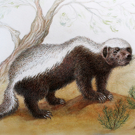 Медоед Гаврила