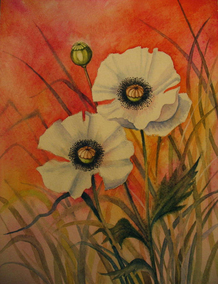 Эскиз к открытке. Маки