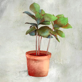 Цветок в горшке