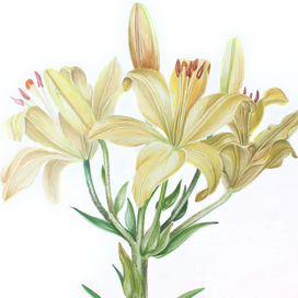 Лилия. Ботаническая акварель.