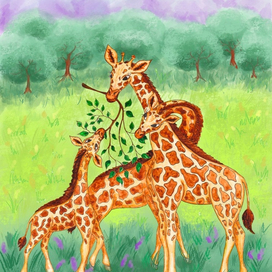 Семья жирафов