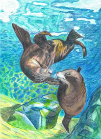 морские котики