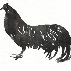 Чёрный петух