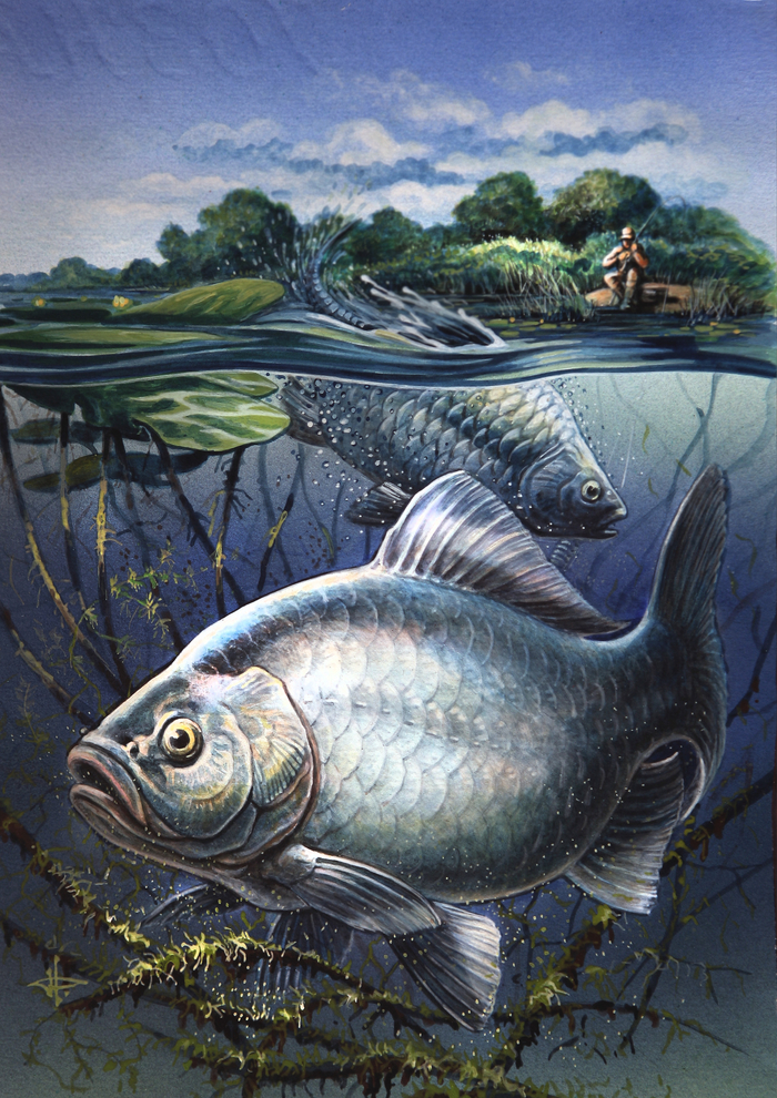 Серебряный карась...