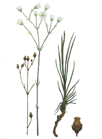 Эремогоне скальная. Иллюстрация к Красной книге Тверской области 2012