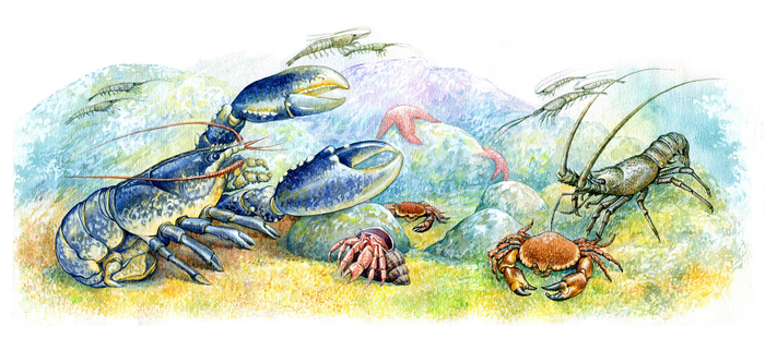 Наши членистоногие друзья