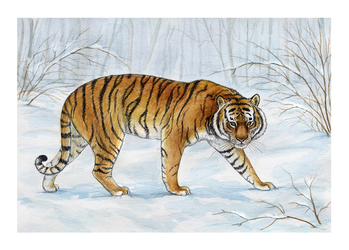 "Усатый-полосатый"