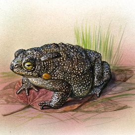 Пористая жаба