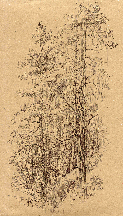 Сосны у Балтийского моря