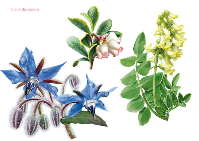 Лекарственные травы