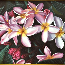 Тайские плюмерии