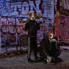 Гоп-рассел терьеры