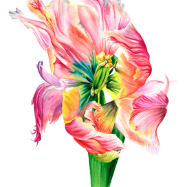 Тюльпан Попугай