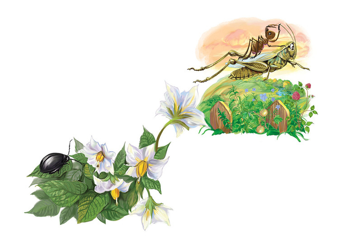 Иллюстрация