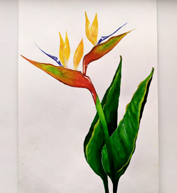 Ботаническая иллюстрация