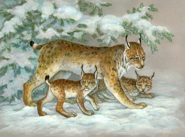 Семейство рысей