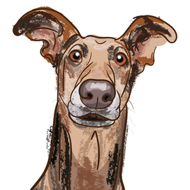 Удивлённый пёс