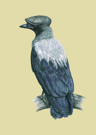 Птицы в шляпах3