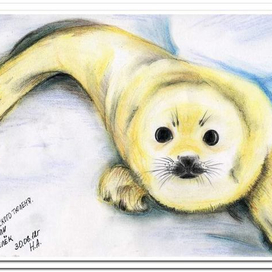 Детеныш гренландского тюленя или беле