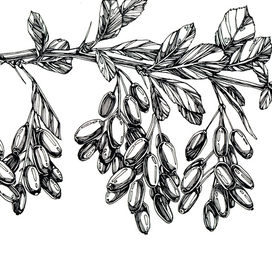 Ветка барбариса