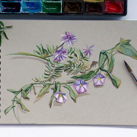 Полевые цветы