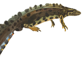 Технический рисунок