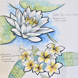 Декоративные цветы