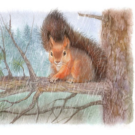 Зачем белке хвост?