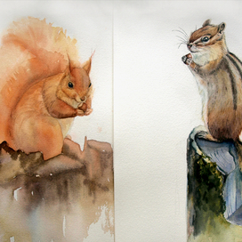 Бурундук и белка