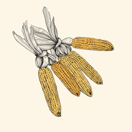 Кукуруза