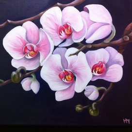 Орхидеи