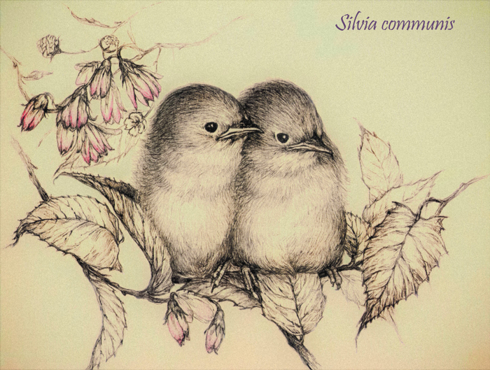 Серая славка