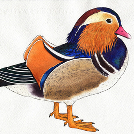 Мандаринка