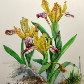 Ирис пёстрый (Iris variegata)