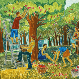 наливные яблоки