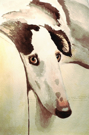 Русская псовая борзая