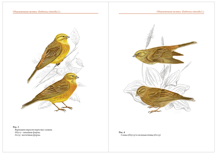 Обыкновенная овсянка