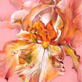 "Pink Iris" 