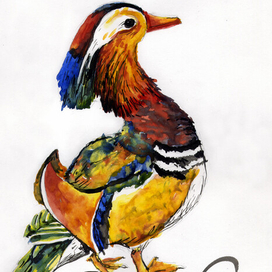 Утка Мандаринка