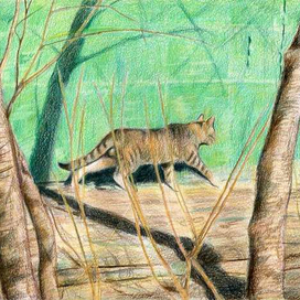 Мартовский тигр