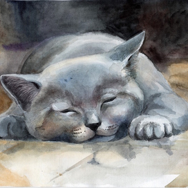 сладкий кошачий сон