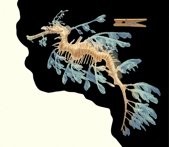 Морской конёк-тряпичник